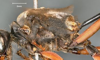 Media type: image;   Entomology 14346 Aspect: thorax lateral